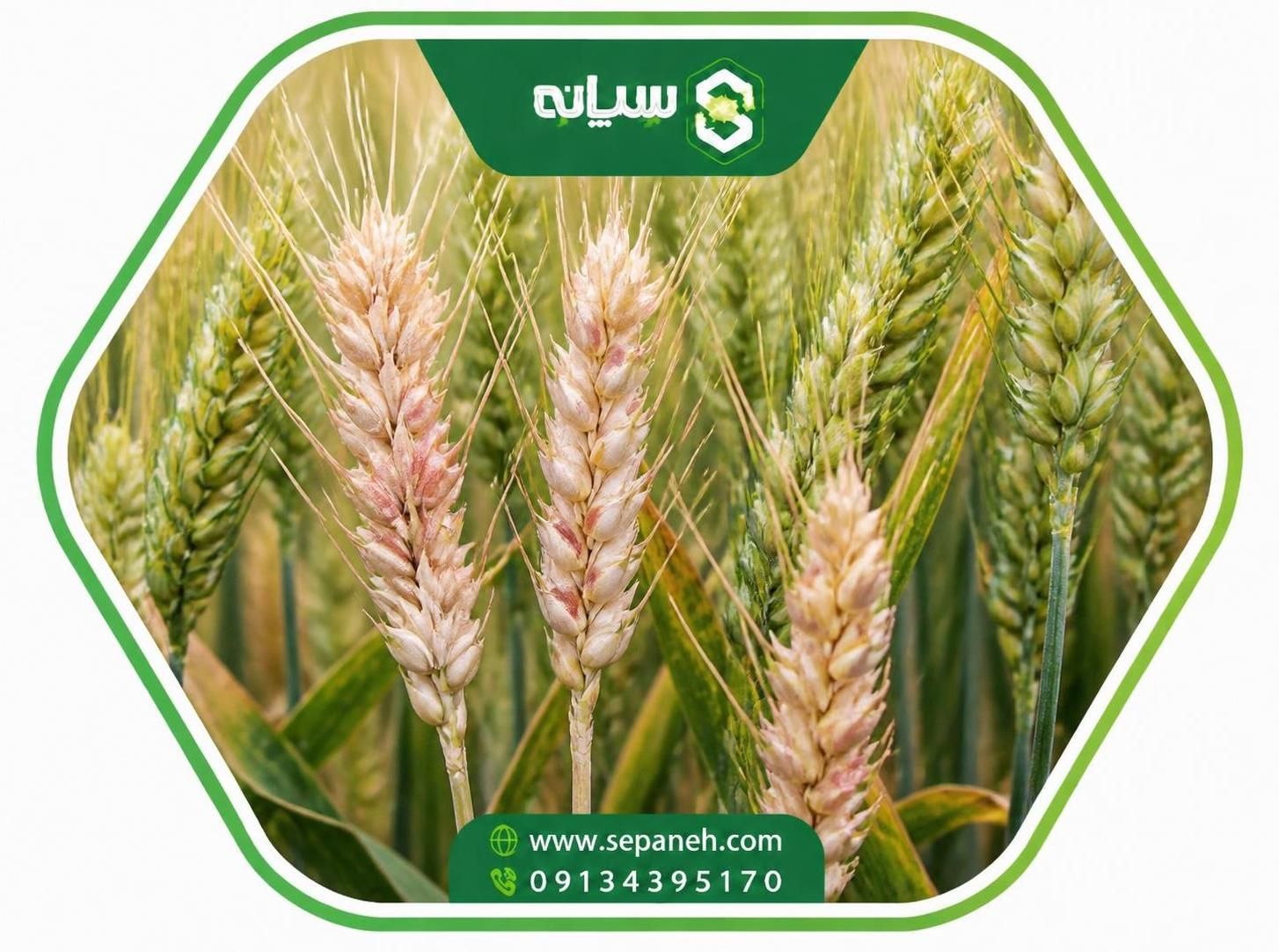 فوزاریوم خوشه گندم و روش های کنترل آن